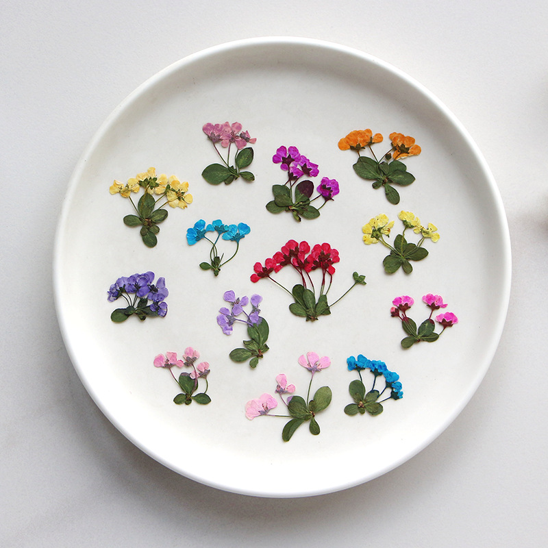 2-3 cm/12 stuks, geperste klei - Supply For Florist recensie en prijs