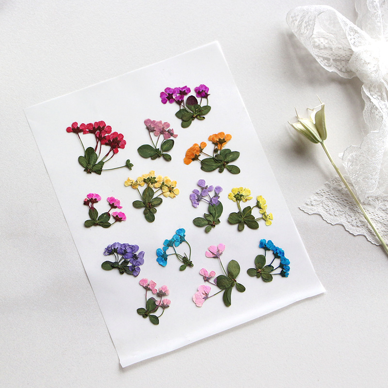 2-3 cm/12 stuks, geperste klei - Supply For Florist recensie en prijs