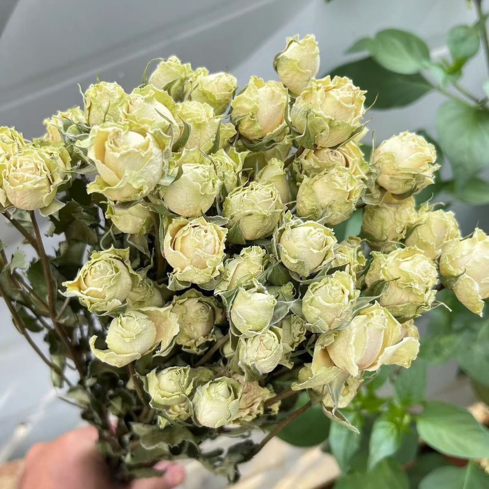Echte, geconserveerde rozen, g - Dried Flower Bunch recensie en prijs