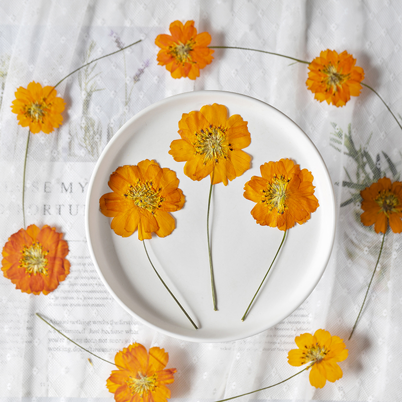 8-10cm/24 stuks, natuurlijk ge - Supply For Florist recensie en prijs