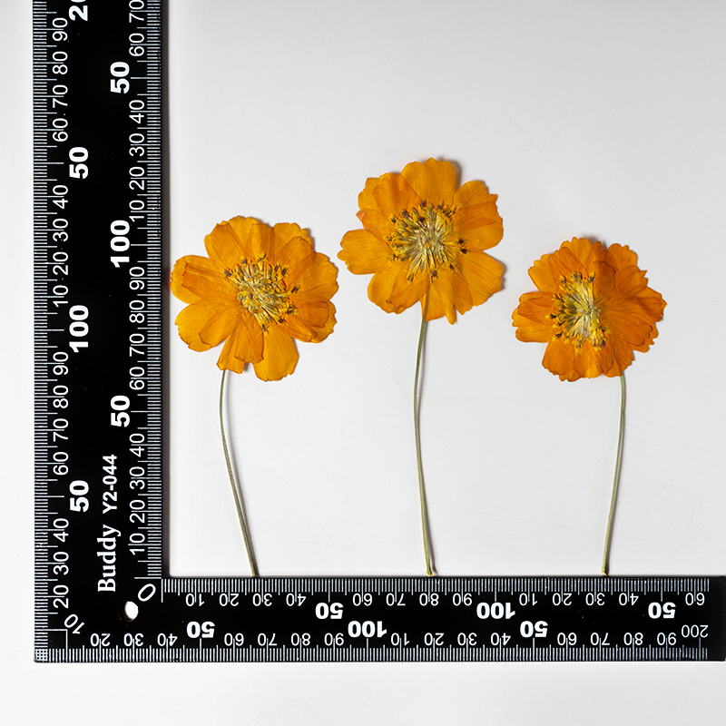 8-10cm/24 stuks, natuurlijk ge - Supply For Florist recensie en prijs