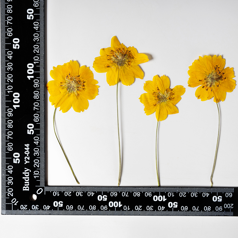 8-10cm/24 stuks, natuurlijk ge - Supply For Florist recensie en prijs